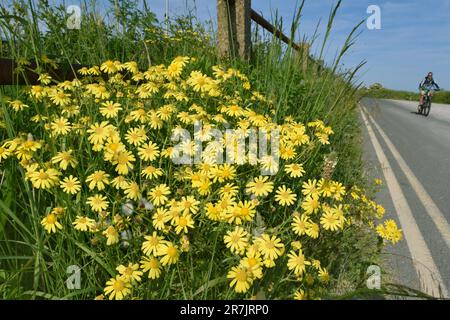 Oxford erba tossica - Senecio squalidus Foto Stock