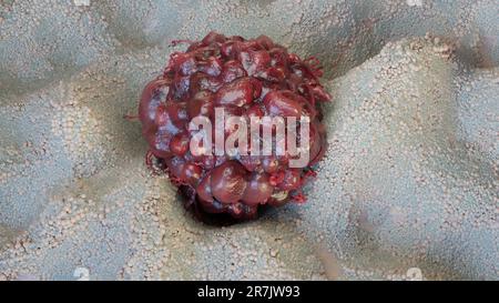 Crescita delle cellule tumorali incontrollabile sui tessuti, cellule di infezione tumorale e diffusione, metastasi infiammatoria invasiva cancerosa. riproduzione tramite duplicati Foto Stock