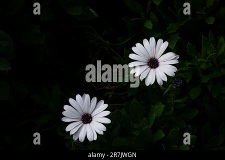 Osteospermum, fiore di margherita bianco africano, noto anche come African Daisy o Daisybush. Vista dall'alto. Primo piano. Foto Stock