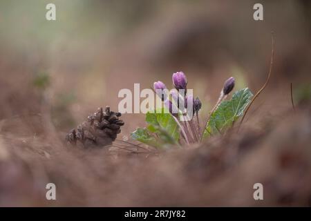 Stabilimento di Mandrake (Mandragora officinarum). يبروح طبي la radice di questa pianta contiene due composti alcaloidi steroidei, la scopolamina e la iosciamina, Foto Stock