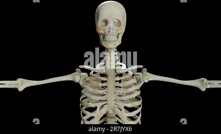 Anatomia scheletro maschile umano. precisione medica, sfondo nero, rendering 3d. Foto Stock