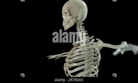 Anatomia scheletro maschile umano. precisione medica, sfondo nero, rendering 3d. Foto Stock