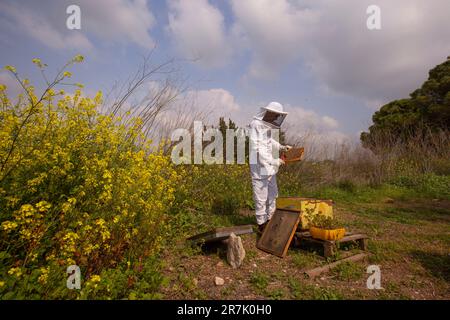 L'apicoltore, in indumenti protettivi, tende all'alveare Foto Stock