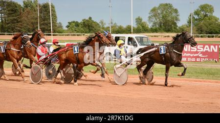 Una corsa al traguardo all'ippodromo di Graignes, Graignes, Normandia, Francia, Europa Foto Stock