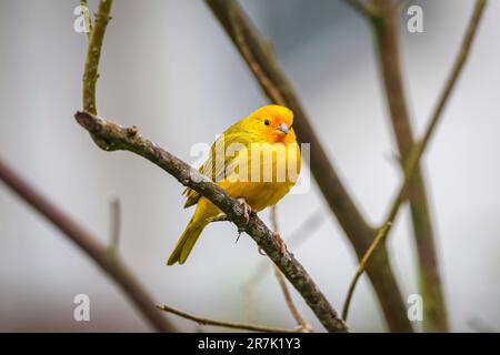 Bella pinna di zafferano arroccata su un ramo senza lievito contro sfondo grigio sfocato, Serra da Mantiqueira, Foresta Atlantica, Itatiaia, Brasile Foto Stock
