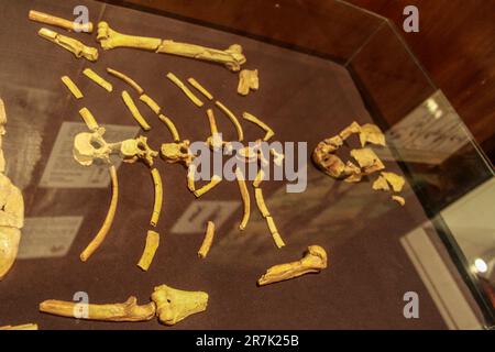 Etiopia, Addis Abeba, il Museo Nazionale, Selam, il primo bambino Australopithecus afarensis (3.3 milioni di anni) Foto Stock