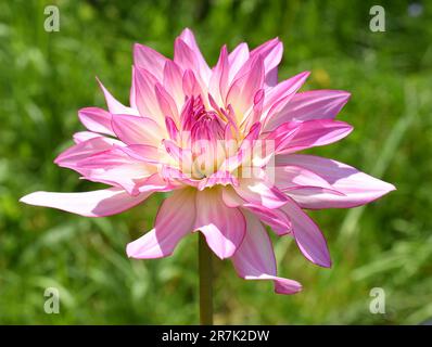 Primo piano su una colonna rosa e giallo Dahlia fiore in giardino Foto Stock