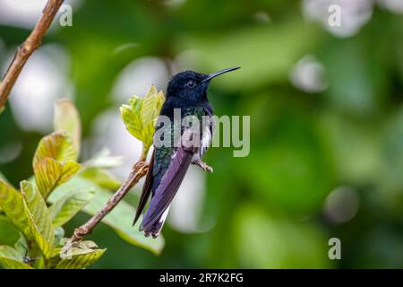 Primo piano di un giacobino nero arroccato su un ramo contro il verde sfondo sfocato, Serra da Mantiqueira, Foresta Atlantica, Itatiaia, Brasile Foto Stock