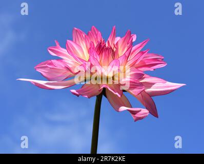 Primo piano su una colonna rosa e giallo fiore Dahlia su sfondo cielo blu Foto Stock