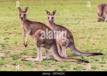 Due canguri grigi orientali (Macropus giganteus) in piedi all'aperto Foto Stock