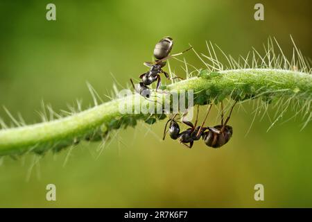 Due formiche con una colonia di piccoli afidi verdi su un gambo orizzontale di una pianta Foto Stock