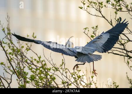 Un airone grigio che atterra su un albero in una mattinata soleggiata in primavera, Vienna (Austria) Foto Stock