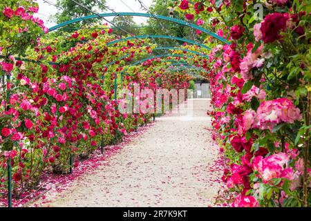 'Mami' rambler Rose Arbour nella contessa Margit Cziraky Rose Garden, fondata nel 1908, Esterhazy Palace, Fertod, Hungary' Foto Stock