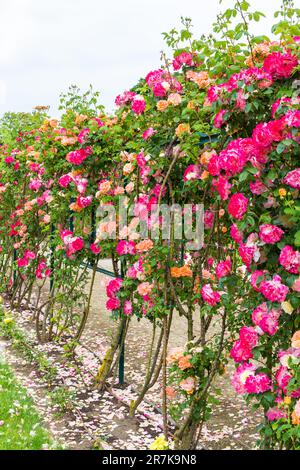 'Mami' rambler Rose Arbour nella contessa Margit Cziraky Rose Garden, fondata nel 1908, Esterhazy Palace, Fertod, Hungary' Foto Stock