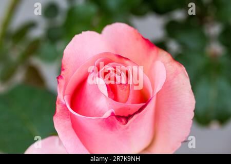 'Kukk' tè ibrido rosa nella contessa Margit Cziraky Rose Garden, fondata nel 1908, Esterhazy Palace, Fertod, Ungheria Foto Stock