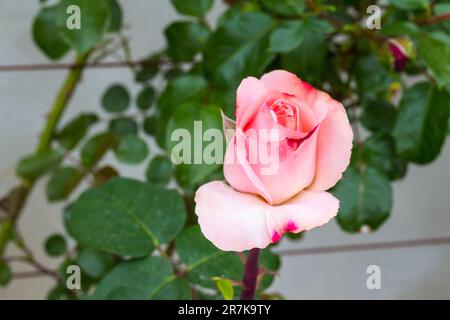 'Kukk' tè ibrido rosa nella contessa Margit Cziraky Rose Garden, fondata nel 1908, Esterhazy Palace, Fertod, Ungheria Foto Stock