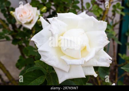 "Julianus barat" tè ibrido rosa nella contessa Margit Cziraky Rose Garden, fondata nel 1908, Esterhazy Palace, Fertod, Ungheria Foto Stock