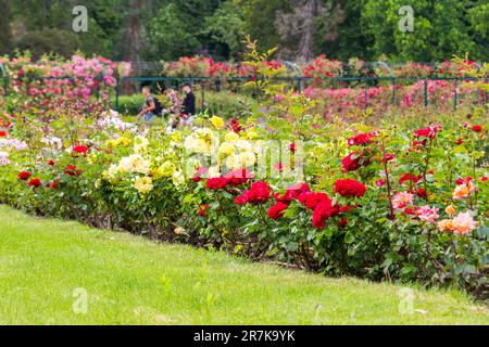 Contessa Margit Cziraky Rose Garden, fondata nel 1908, Esterhazy Palace, Fertod, Ungheria Foto Stock