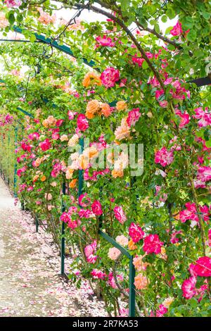 'Mami' rambler Rose Arbour nella contessa Margit Cziraky Rose Garden, fondata nel 1908, Esterhazy Palace, Fertod, Hungary' Foto Stock