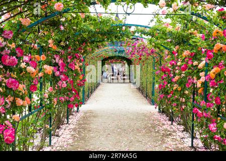 'Mami' rambler Arbour rosa nella contessa Margit Cziraky Rose Garden, fondata nel 1908, Esterhazy Palace, Fertod, Ungheria Foto Stock