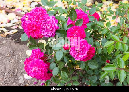 Rosa 'Roxy' nella contessa Margit Cziraky Rose Garden, fondata nel 1908, Esterhazy Palace, Fertod, Ungheria Foto Stock