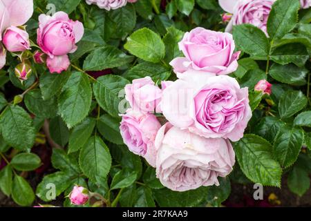 'Bottero' è nato nella contessa Margit Cziraky Rose Garden, fondata nel 1908, Esterhazy Palace, Fertod, Ungheria Foto Stock