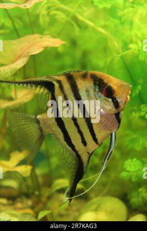 bel pesce scalar con sfondo verde acquario Foto Stock