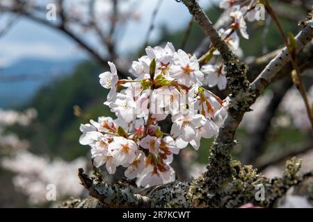 Primo piano di un fiore di ciliegio rosa e bianco o Sakura su un ramo di un albero di ciliegia giapponese con le montagne del Giappone sullo sfondo sfocato Foto Stock