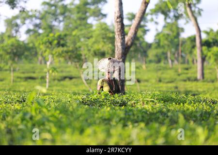 Donne che strappano le foglie di tè fresco dal giardino del tè Foto Stock