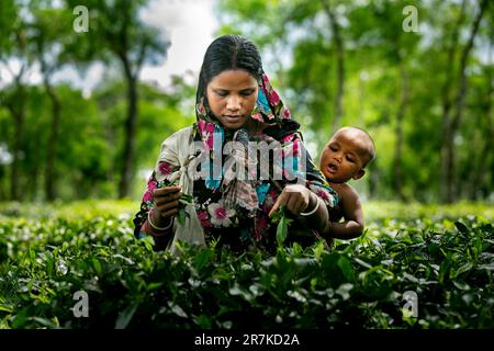 Donne che strappano le foglie di tè fresco dal giardino del tè Foto Stock