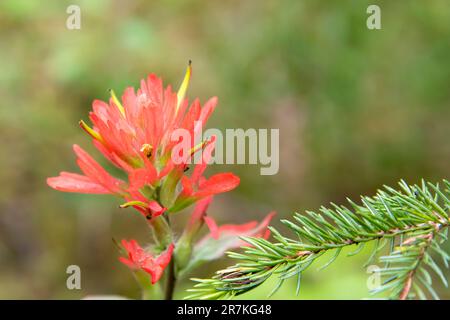 Primo piano di una Castilleja rossa conosciuta come pennello indiano o prateria-fuoco con sfondo verde fuori fuoco e piccolo ramoscello di pino di fronte Foto Stock