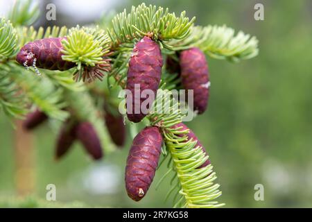 Primo piano di un ramo della Red Spruce o Picea Rubens riempito di coni rossi ancora giovani e selezionato fuoco su sfondo verde Foto Stock