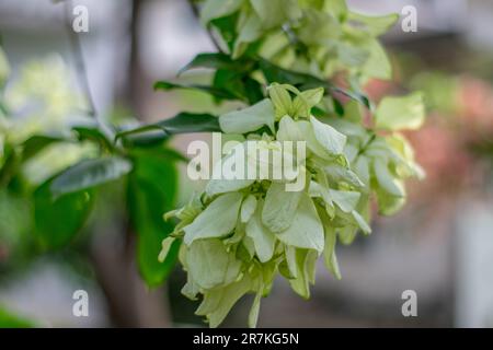 Bellissimo fiore giallastro di Mussaenda philippica. Specie bianca fiore di Mussaenda con fiori d'arancio. Si tratta di una pianta floreale nativa dell'Africa e Di Una Foto Stock