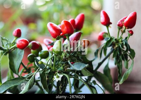 Peperoncini rossi caldi in una pentola Foto Stock