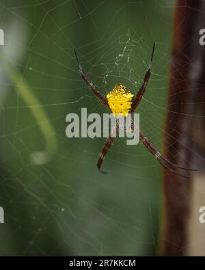 Un primo piano di Argiope appensa, il ragno giardino hawaiano su un nastro di ciottoli. Foto Stock