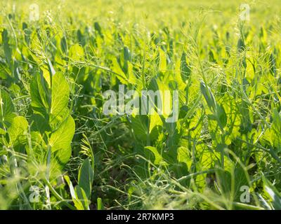 Foglie di piselli e tendoli radianti di fresco colore verde in fattoria, fuoco selettivo. Piselli di campo crescenti Foto Stock