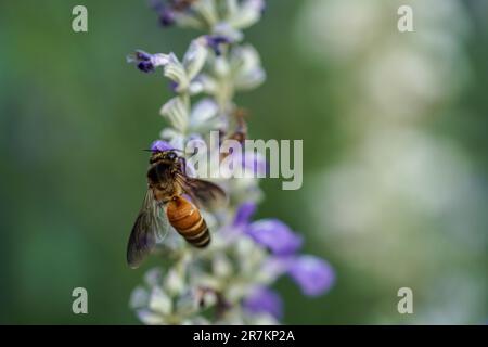 Armonia con la natura: Miele e creazioni della natura Foto Stock