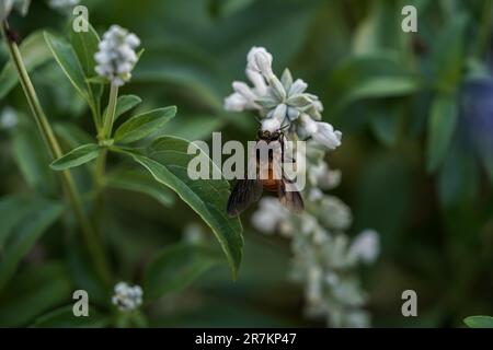 Armonia con la natura: Miele e creazioni della natura Foto Stock