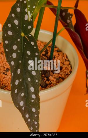 Angel Wing begonias. Originaria del Brasile, la pianta cresce su steli verticali con interessanti foglie punteggiate, colori unici e una magnifica esposizione di fl Foto Stock