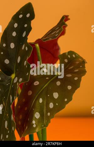 Angel Wing begonias. Originaria del Brasile, la pianta cresce su steli verticali con interessanti foglie punteggiate, colori unici e una magnifica esposizione di fl Foto Stock