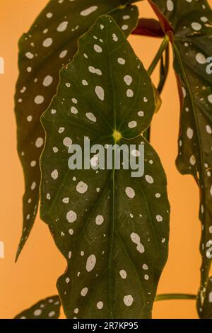 Angel Wing begonias. Originaria del Brasile, la pianta cresce su steli verticali con interessanti foglie punteggiate, colori unici e una magnifica esposizione di fl Foto Stock