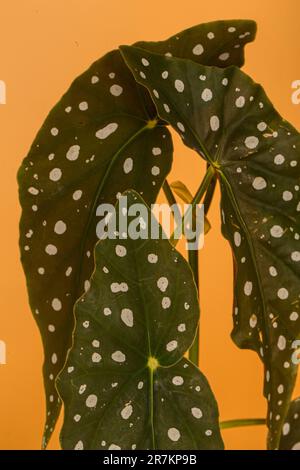 Angel Wing begonias. Originaria del Brasile, la pianta cresce su steli verticali con interessanti foglie punteggiate, colori unici e una magnifica esposizione di fl Foto Stock