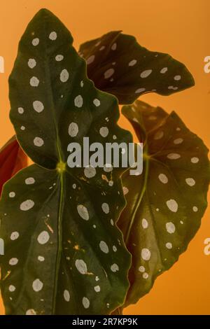 Angel Wing begonias. Originaria del Brasile, la pianta cresce su steli verticali con interessanti foglie punteggiate, colori unici e una magnifica esposizione di fl Foto Stock