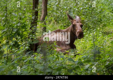Alci o alci (Alces alces) Foto Stock