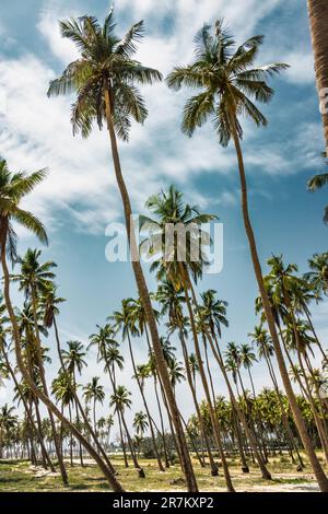 Spiaggia di al Haffa a Salalah, governatorato di Dhofar, Oman. Foto Stock