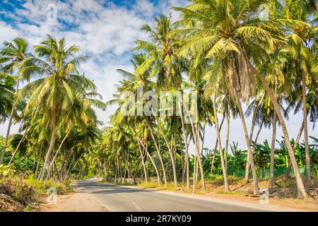 Strada fiancheggiata da palme sulla spiaggia di Salalah, Dhofar Governatorato, Oman Foto Stock