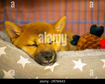 Ritratto di simpatico Shiba Inu piccolo cane, cucciolo, primo piano. Dogecoin. Ritratto del sorriso del cane giapponese dai capelli rossi. Colore illuminante, criptovaluta, moneta elettronica. Foto di alta qualità per cartoline Foto Stock