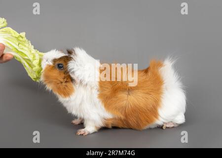 Rosetta di maiale della Guinea su sfondo grigio. Soffice cavia roditore carino mangiare cavolo su sfondo colorato Foto Stock