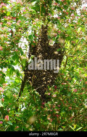 Sciame di api appese su un albero Foto Stock