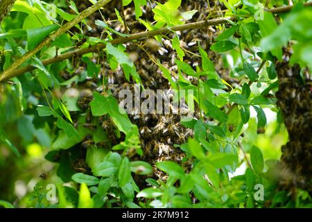 Sciame di api appese su un albero Foto Stock